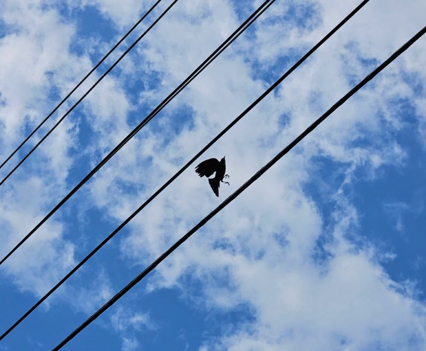 A male red-winged blackbird flying onto a telephone wire.