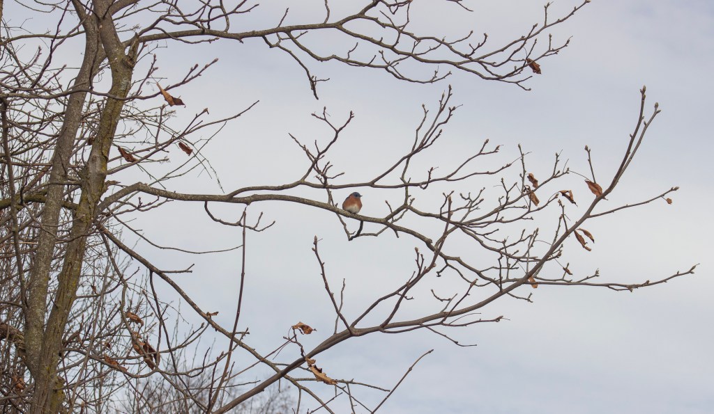 A male Eastern bluebird perched.