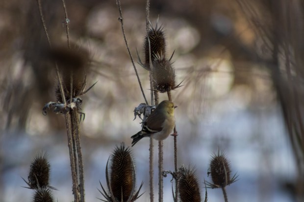An American goldfinch in his winter plumage, looking away while perched on a dried teasel plant.