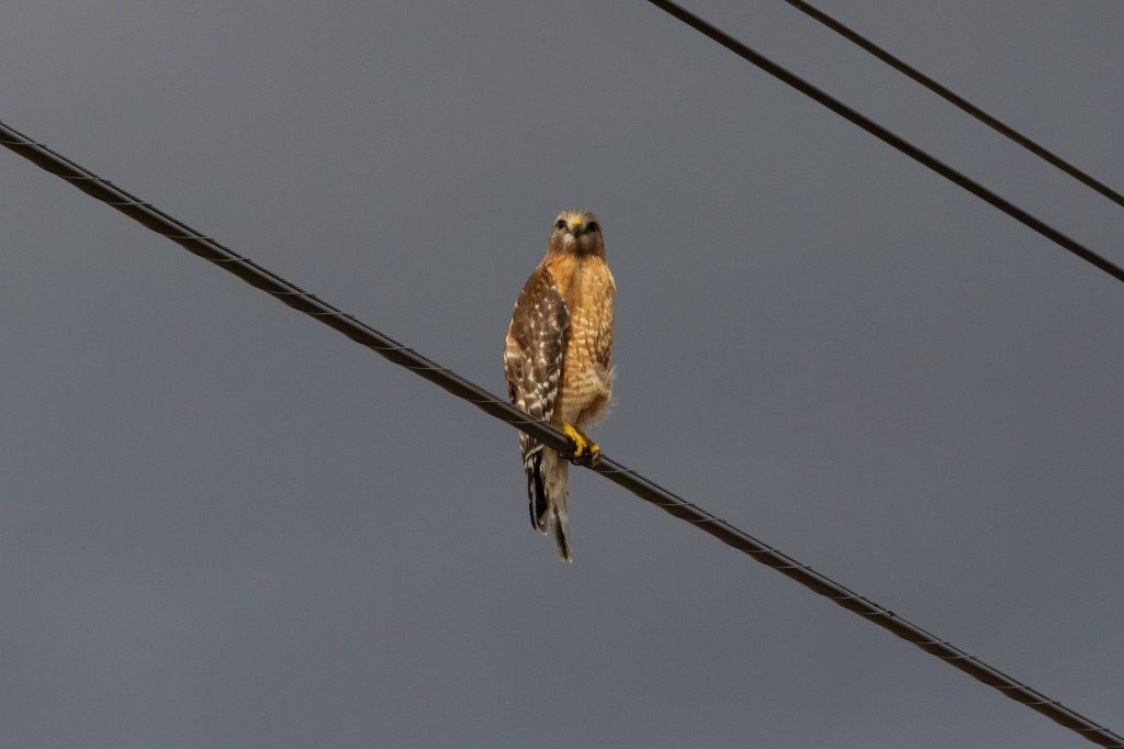 A male red-shouldered hawk looking directly at the camera. 