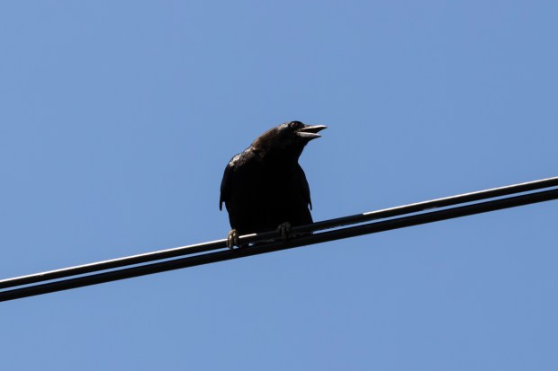 An unusually happy, friendly crow looking down at the camera from a cable.