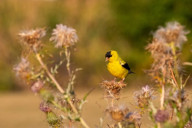 A picture of a male American goldfinch perched on a brown thistle flower.