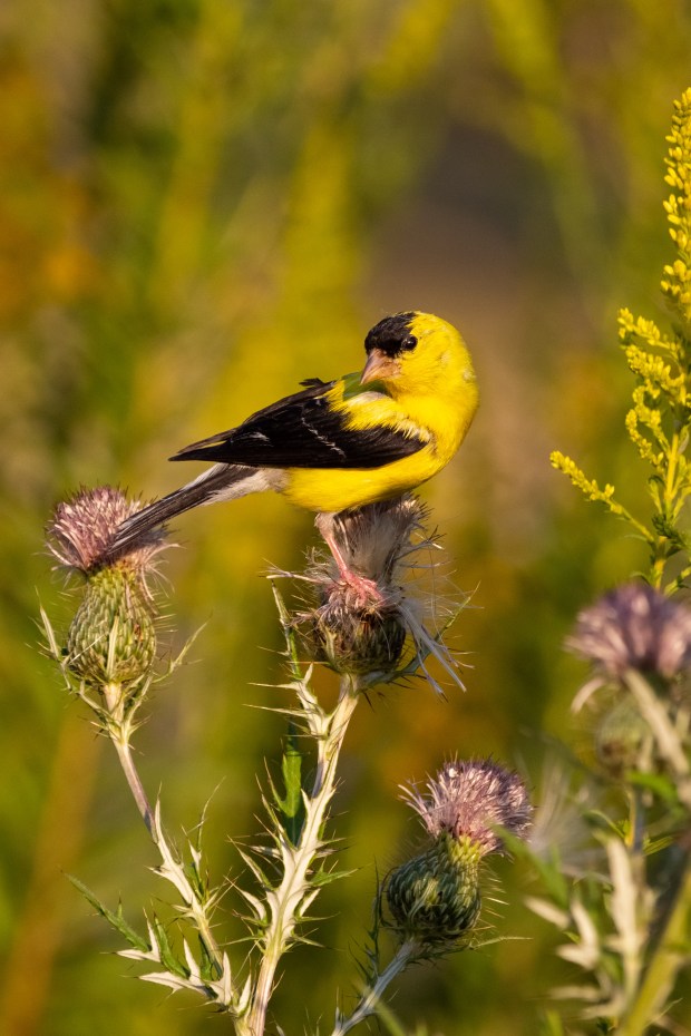 A portrait of a male American goldfinch looking boldly at the camera while on a drying thistle flower.