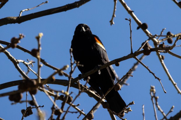 A male red-winged blackbird looking quietly at the camera.