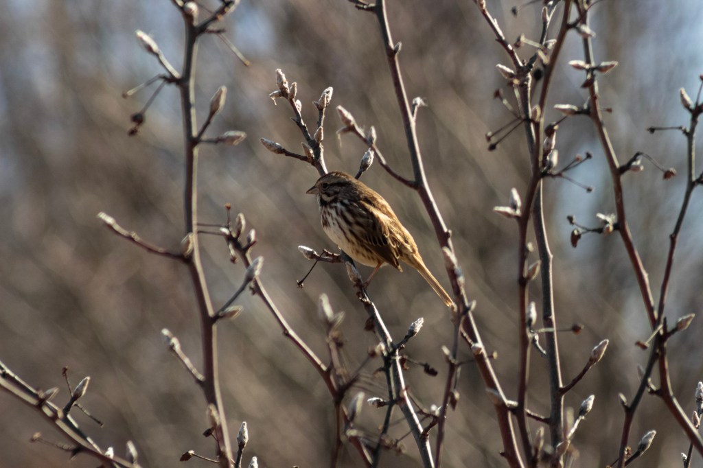 A picture of a radiant song sparrow named Sam basking in sunlight while perched on a twig.