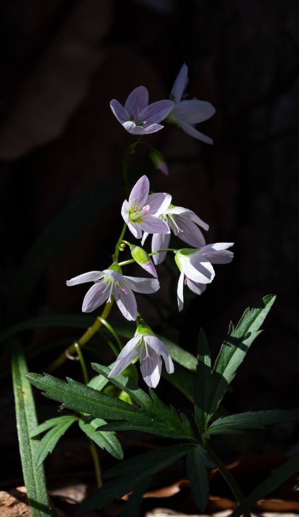 A picture of a sunlit cluster of spring beauty wildflowers.