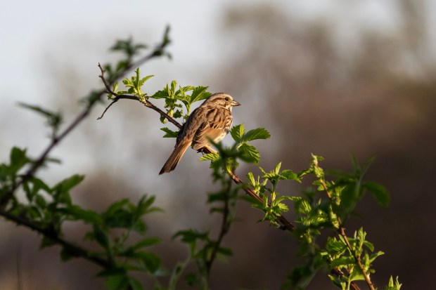 A picture of a song sparrow named Sam enjoying a quiet evening perched on a sunlit, leafy twig.