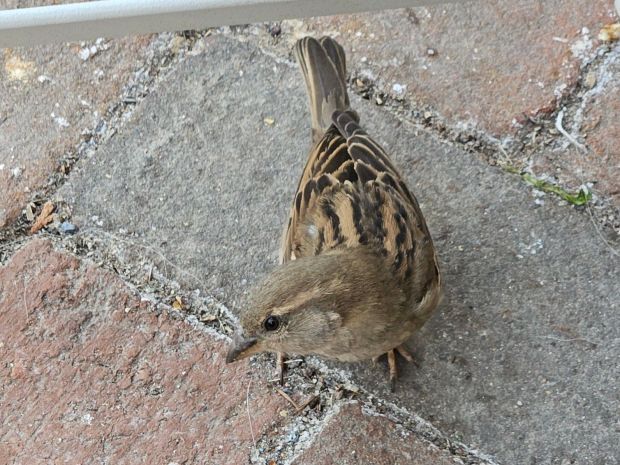 A picture of an exceptionally bold female house sparrow under a table.
