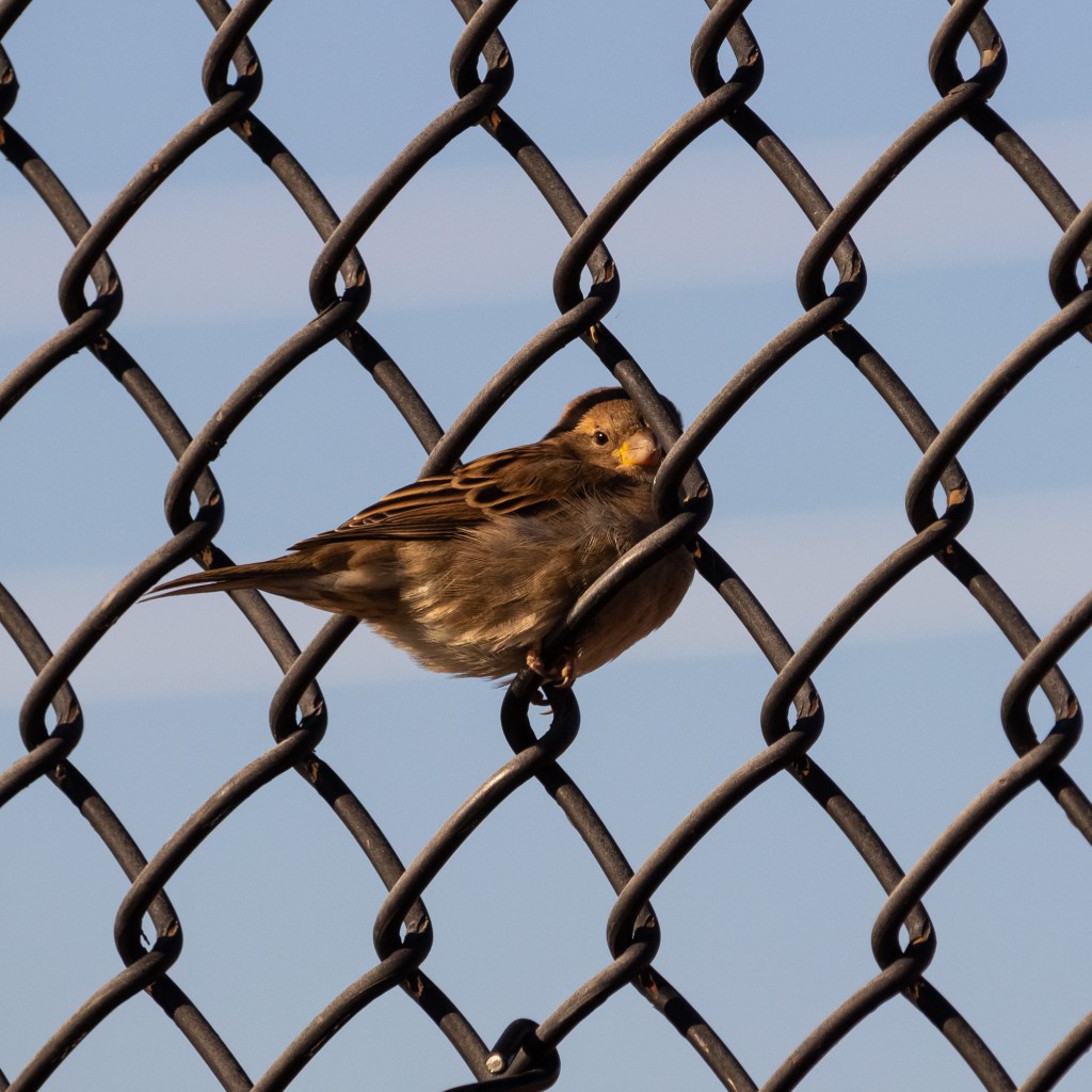 A picture of an unusually bold female house sparrow peeking at the camera while perched in the loops of a chain-link fence.