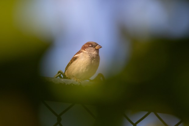 A young male house sparrow peeking at the camera from behind green leaves.
