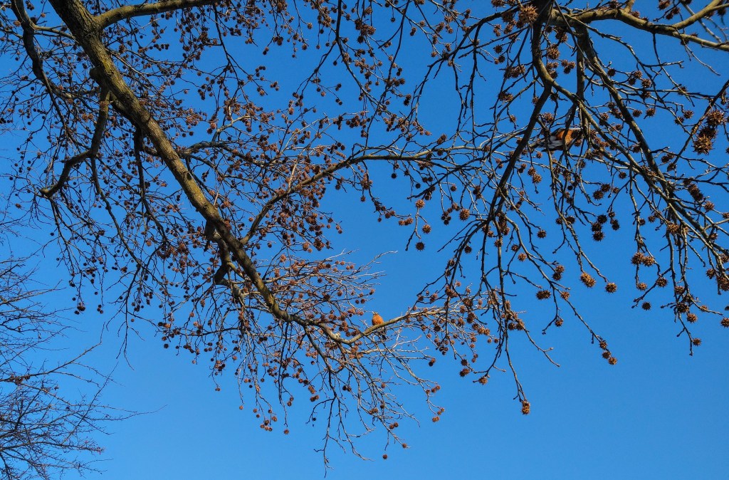 A picture of an American robin perched on a branch against a clear sky.