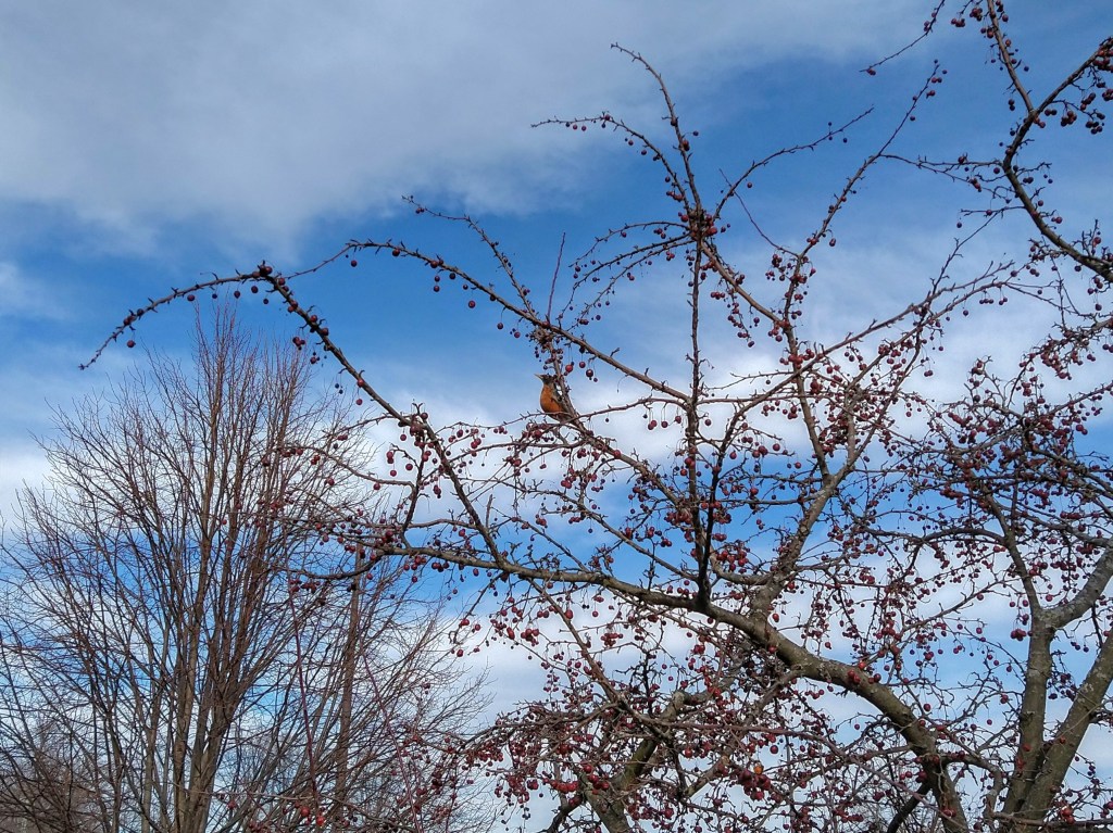 A picture of a lone American robin on a branch.
