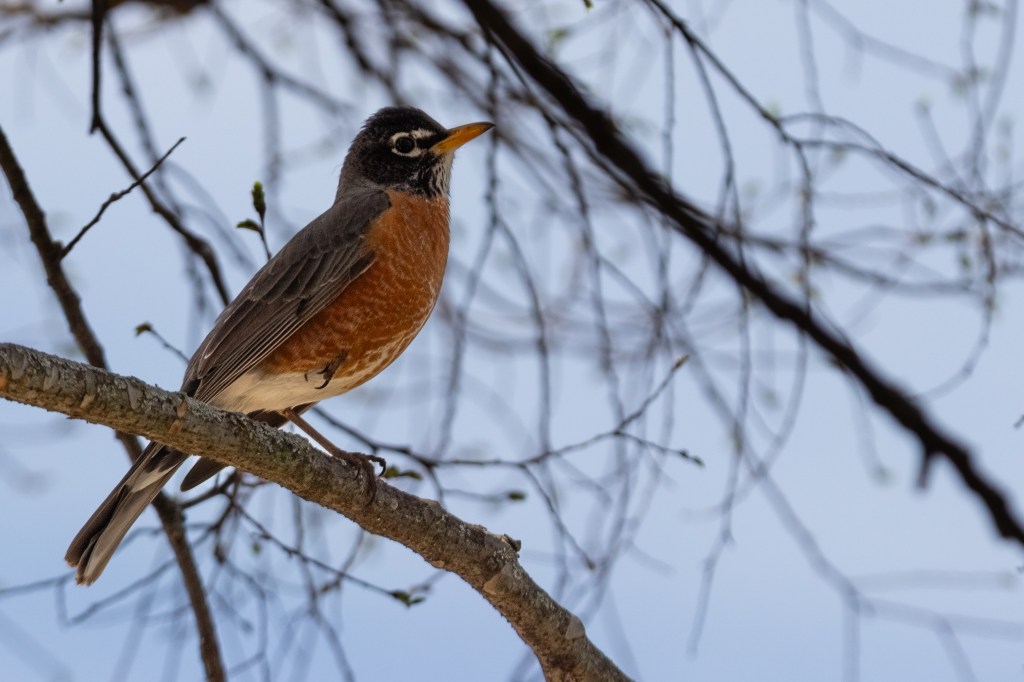 A picture of a robin perched on a branch with other branches in the background.