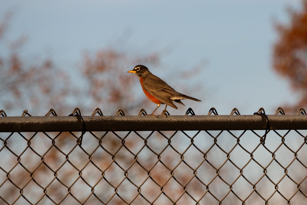 A picture of a robin on a chain-link fence, basking in evening sunlight.