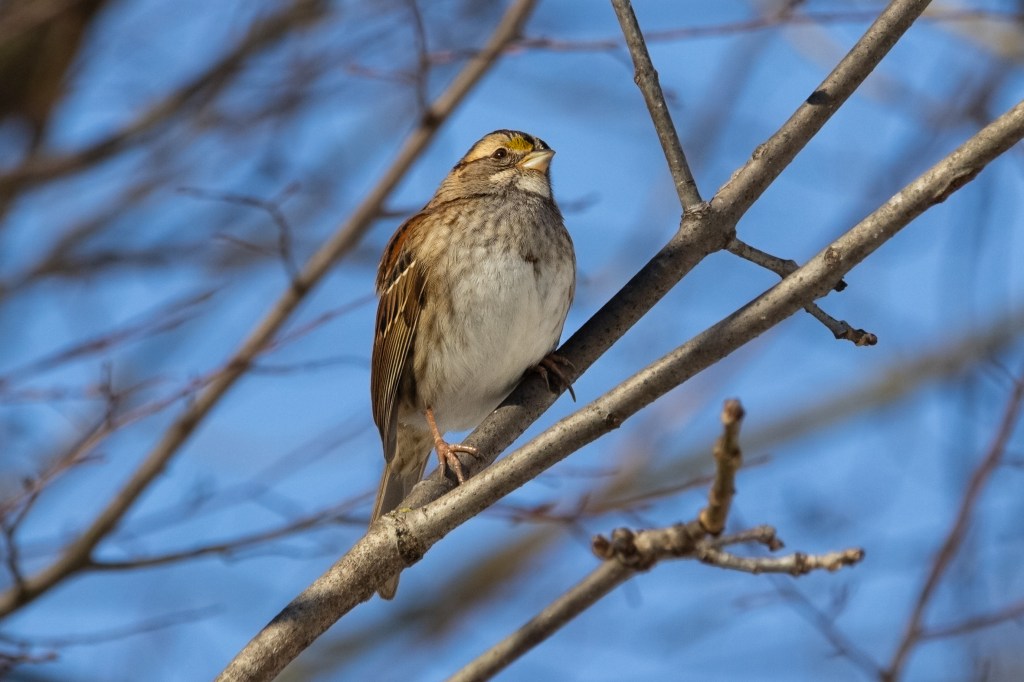 A picture of a white-throated sparrow perched on a nearby branch.