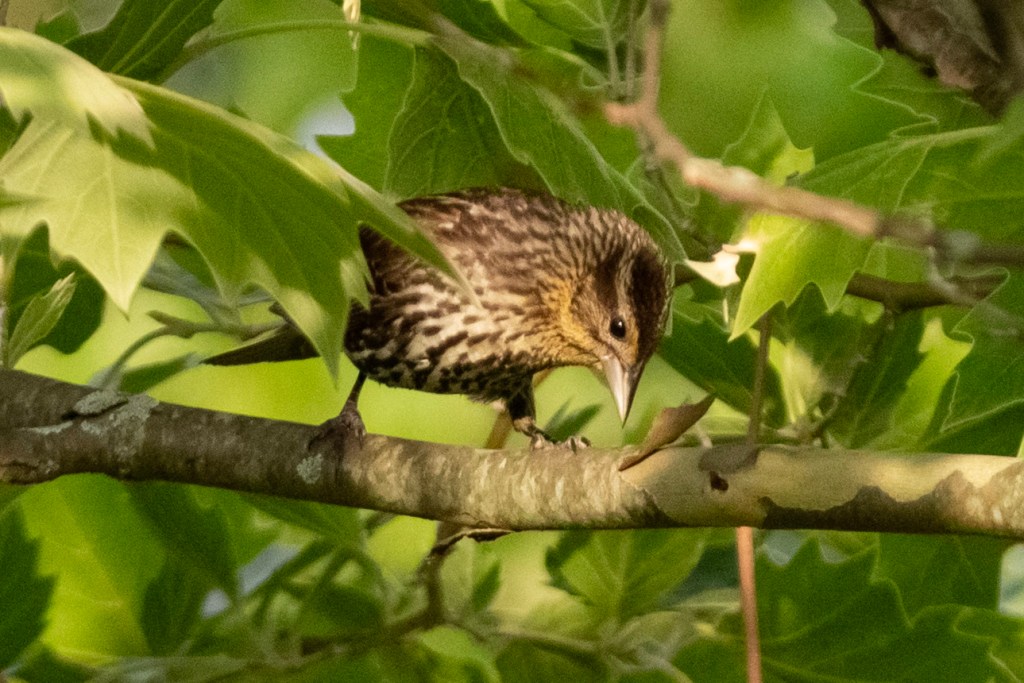 A picture of a female red-winged blackbird on a leafy tree branch.
