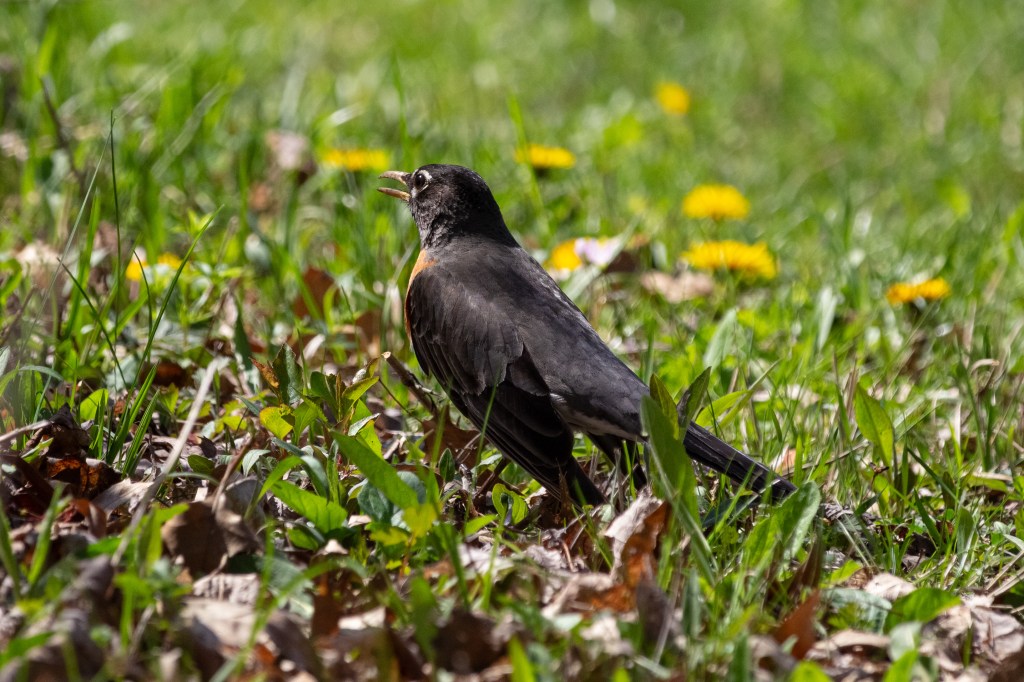 A picture of a robin sunning himself next to dandelions.
