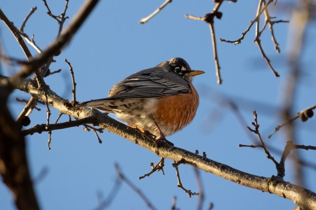 A picture of a stern but silent American robin looking down from a branch.