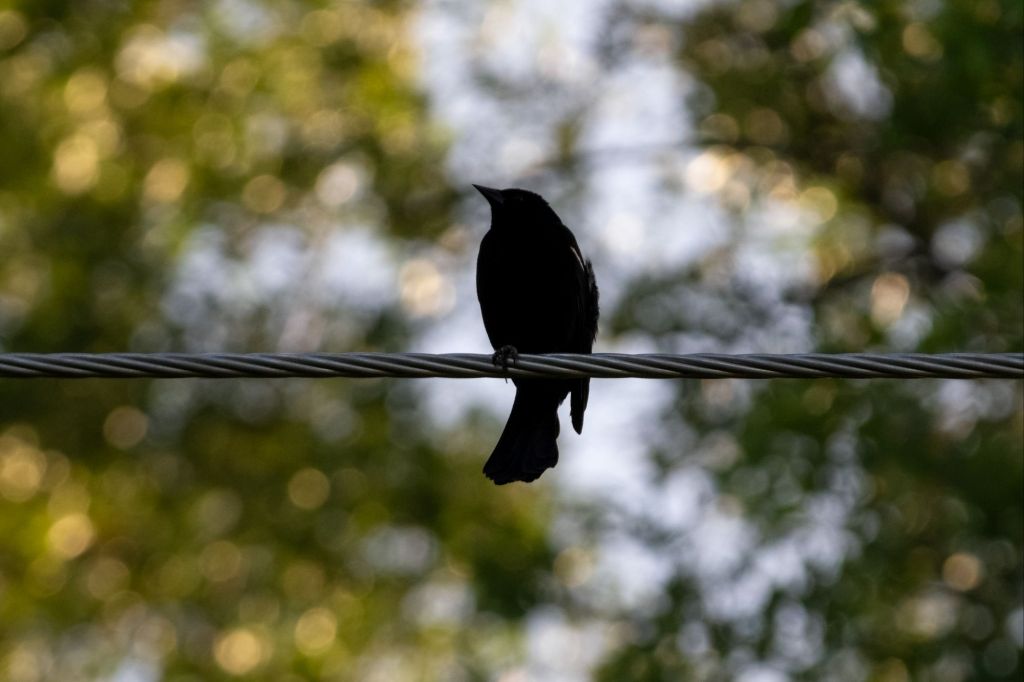 A male red-winged blackbird against sunlit tree leaves.