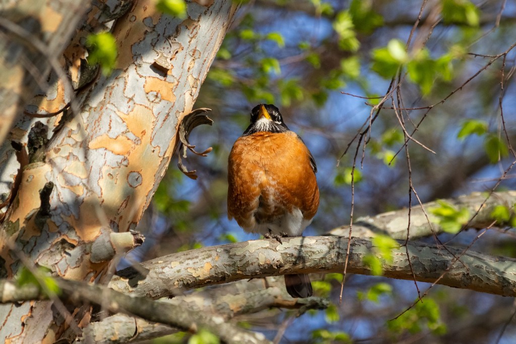 A picture of a robin perched on a branch, looking sternly down at the camera.
