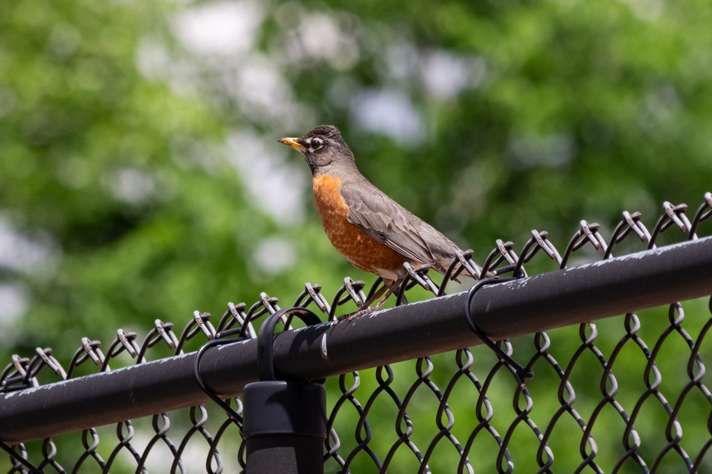 A picture of a robin with a "mohawk" on a chain-link fence.