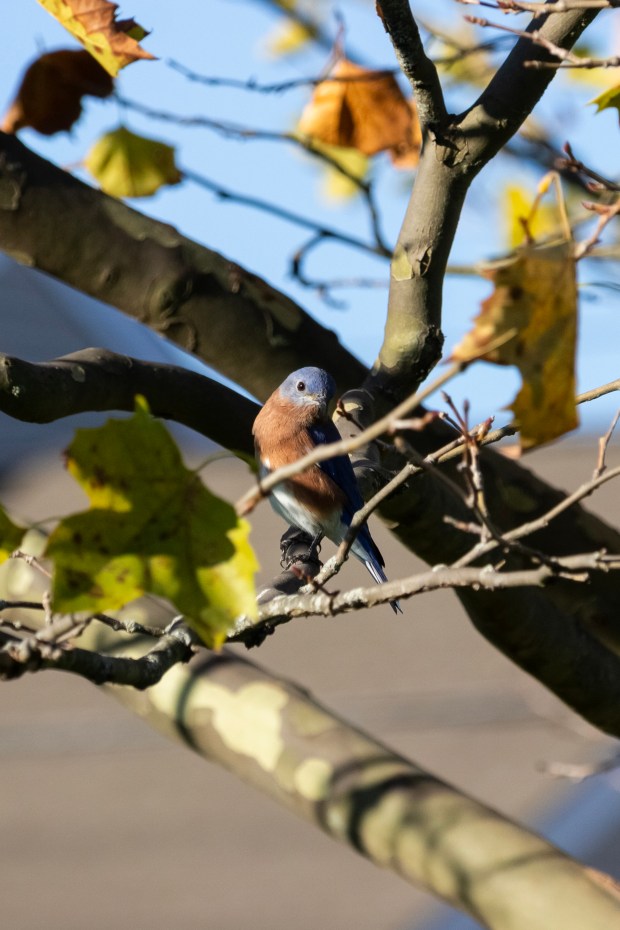 A male Eastern bluebird looking gently at the camera.