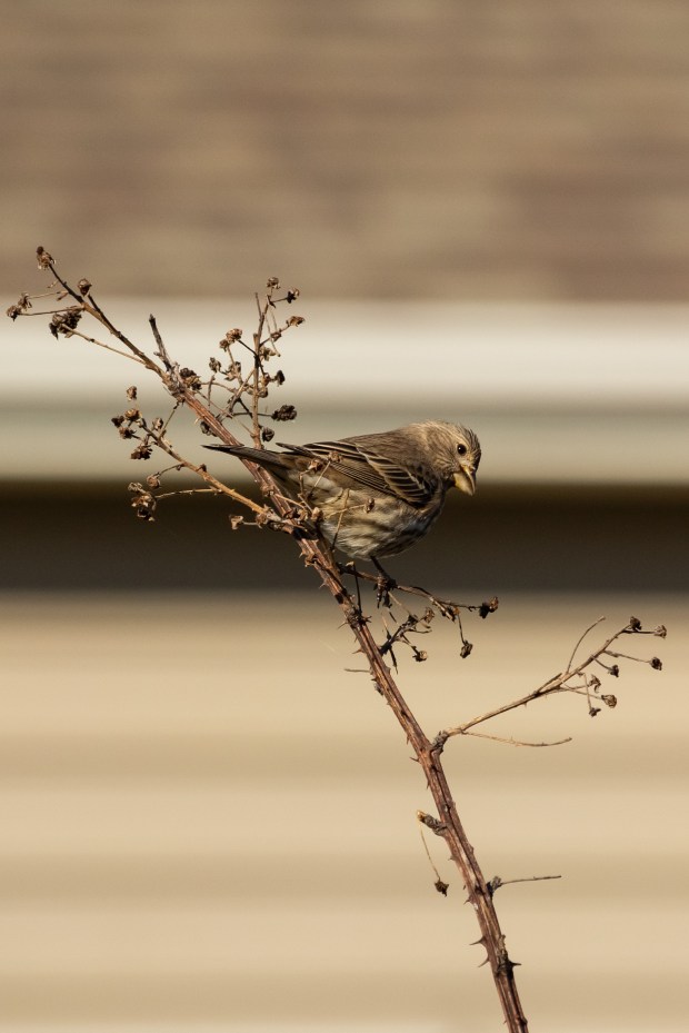 A female house sparrow on a twig, seemingly smiling at the camera.