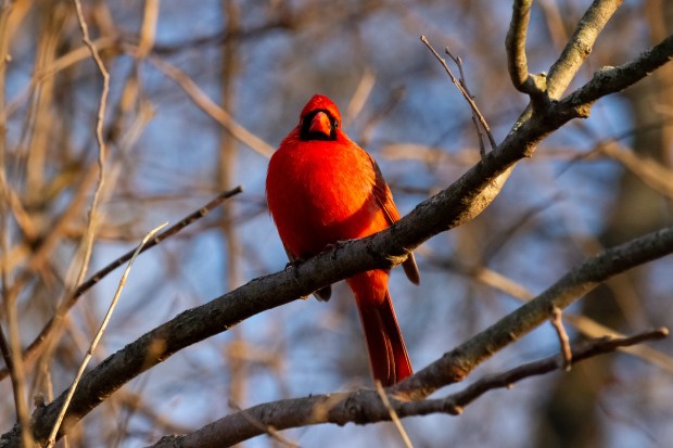 A male cardinal looking at the camera.