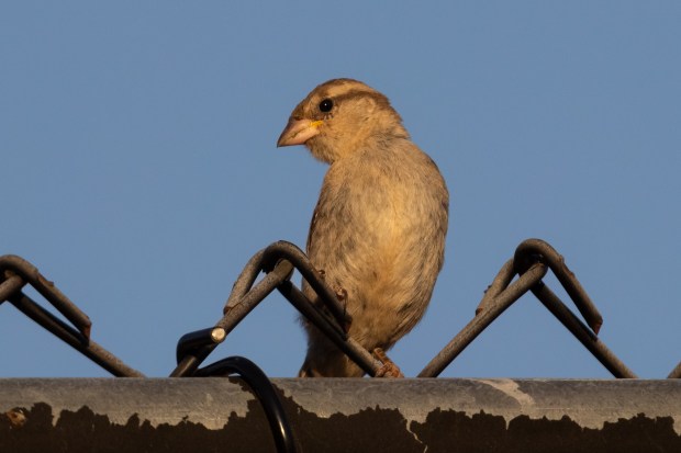 A young female house sparrow looking curiously at the camera.
