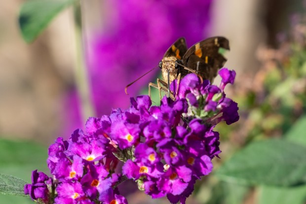 A silver-spotted skipper butterfly facing the camera while enjoying purple butterfly flowers.