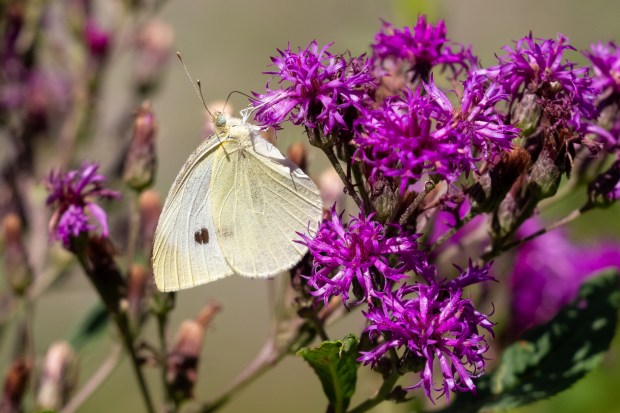 A picture of a cabbage white butterfly on purple ironweed flowers.