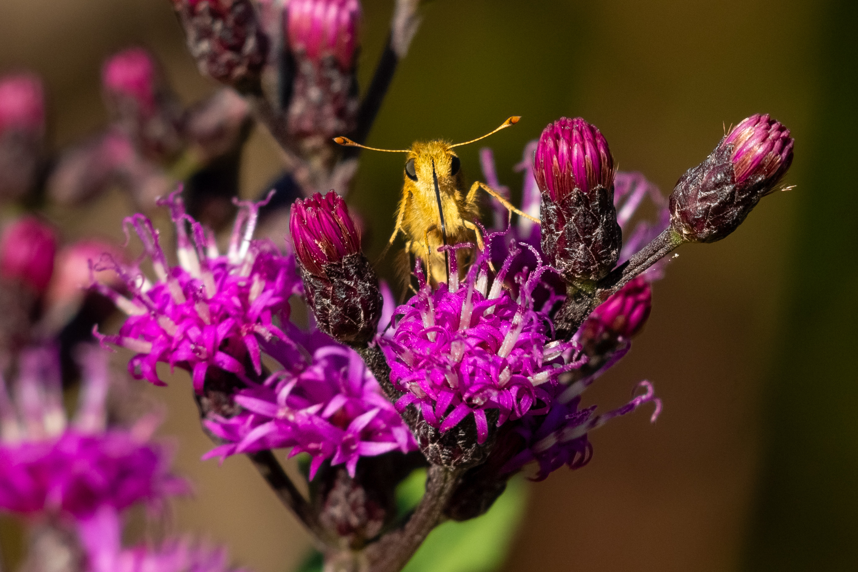 A picture of an adorable Zabulon skipper butterfly facing the camera while enjoying purple ironweed flowers.