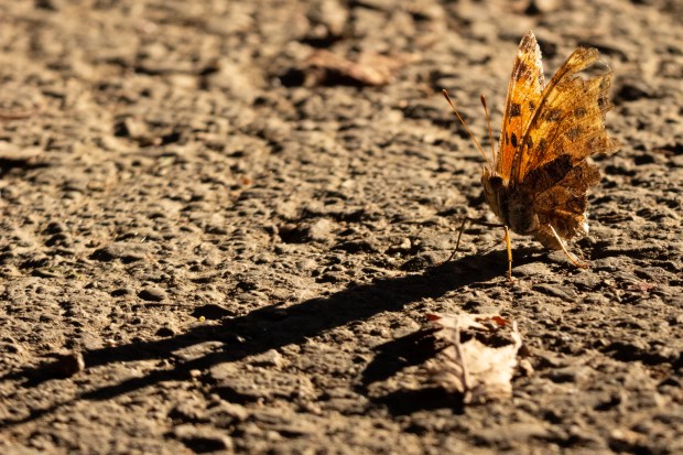 An Eastern comma butterfly stoically perching on the ground, casting a long, bold shadow amid the sunlit area.