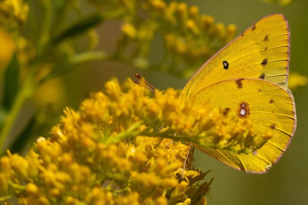 A picture of a clouded sulphur butterfly enjoying goldenrod wildflowers, with a focus on the wings.