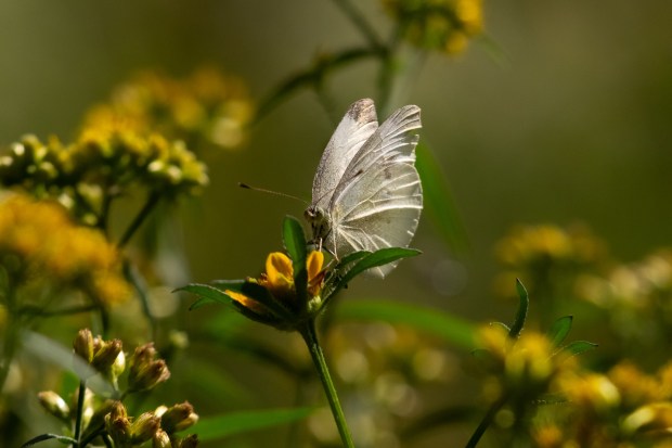 A picture of a radiant cabbage white butterfly on a yellow beggartick flower against a green background.