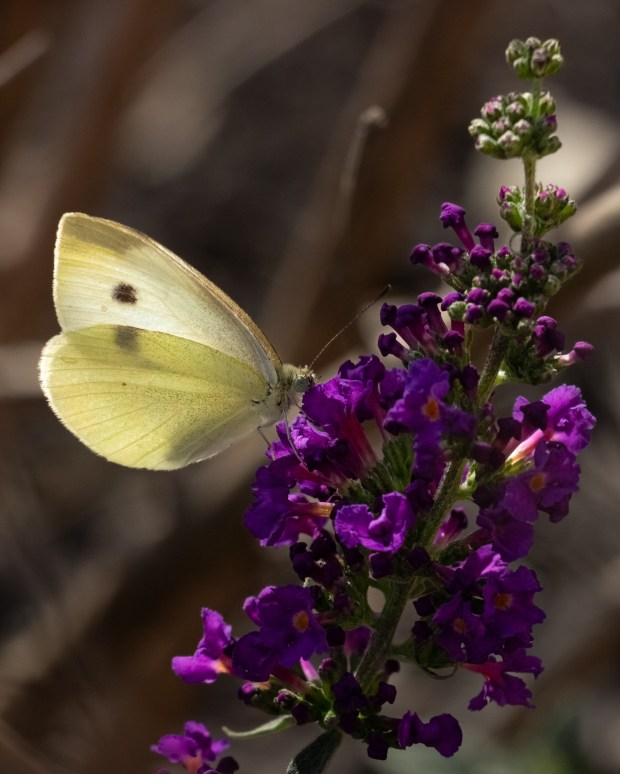 A picture of a cabbage white butterfly enjoying purple butterfly flowers, with sunlight making the wings radiant.