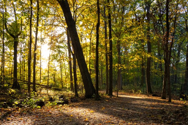 A picture of golden evening sunlight between autumn trees at Highbanks Metro Park.
