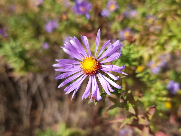 A picture of sunny New England asters/Michaelmas daisies, focused on one blossom standing out among the bush.