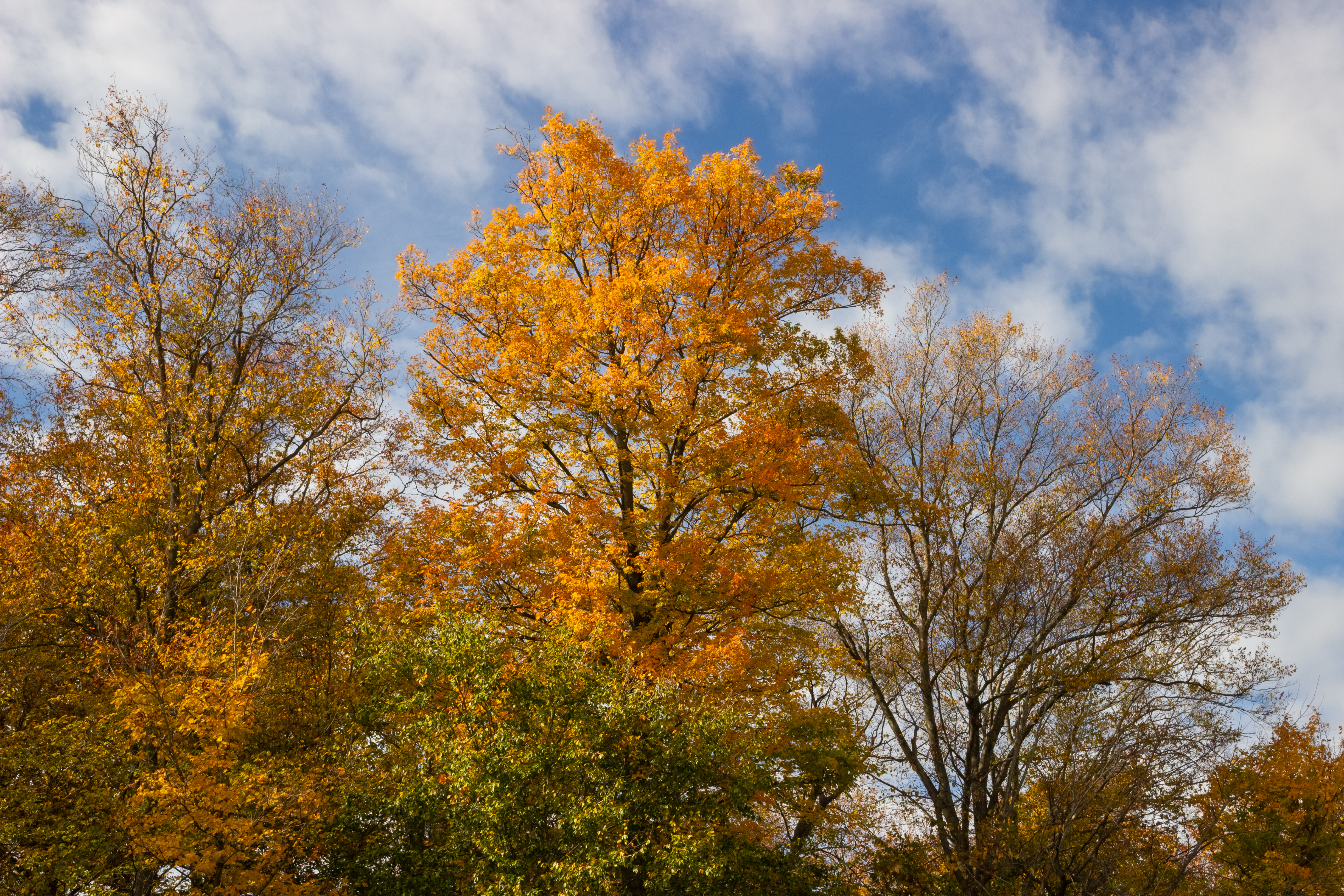 A landscape picture of golden autumnal trees against a sky with soft clouds scattered across.