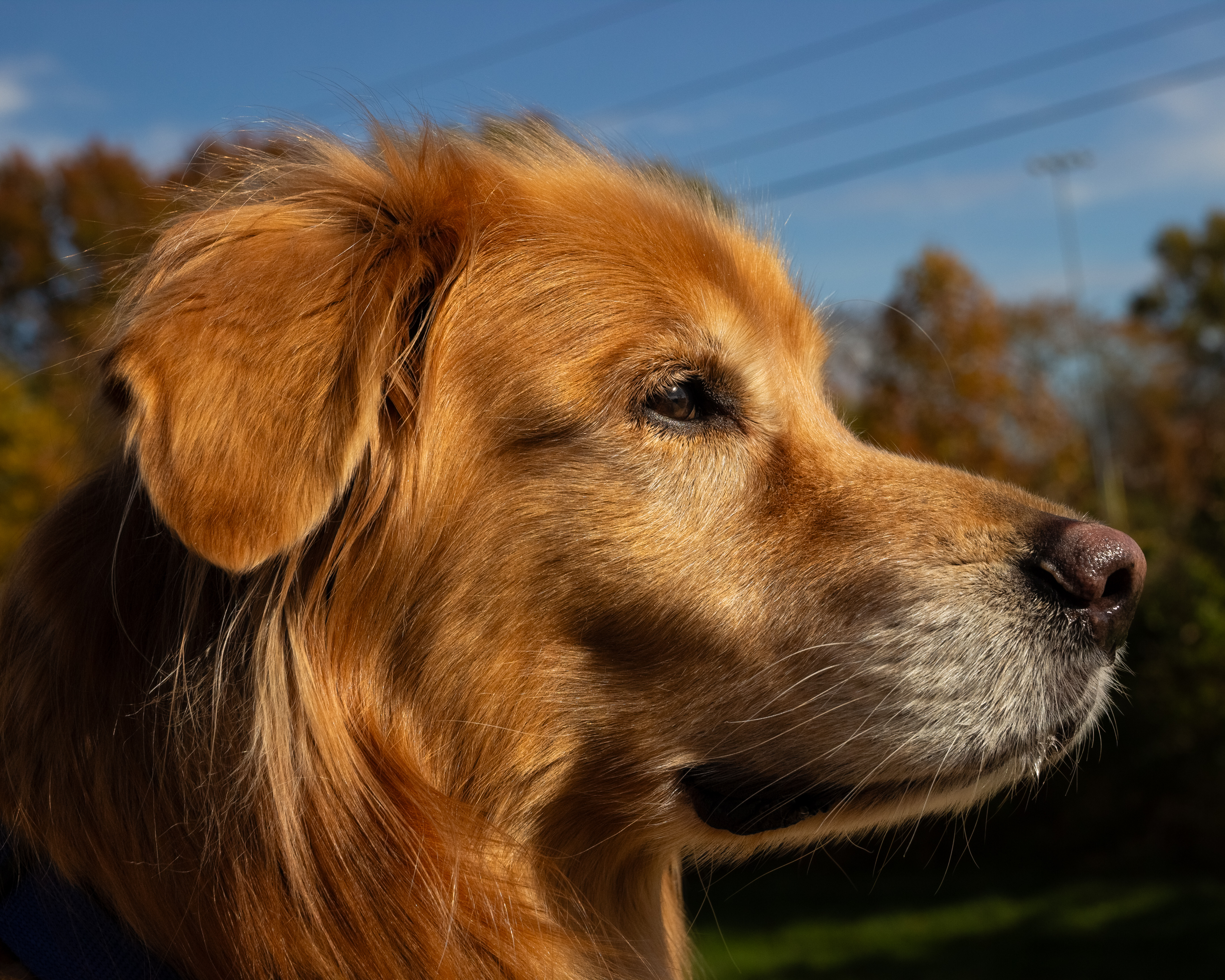 A portrait of a calm, sunny golden retriever dog with telephone wires overhead and colorful autumn trees in the background.
