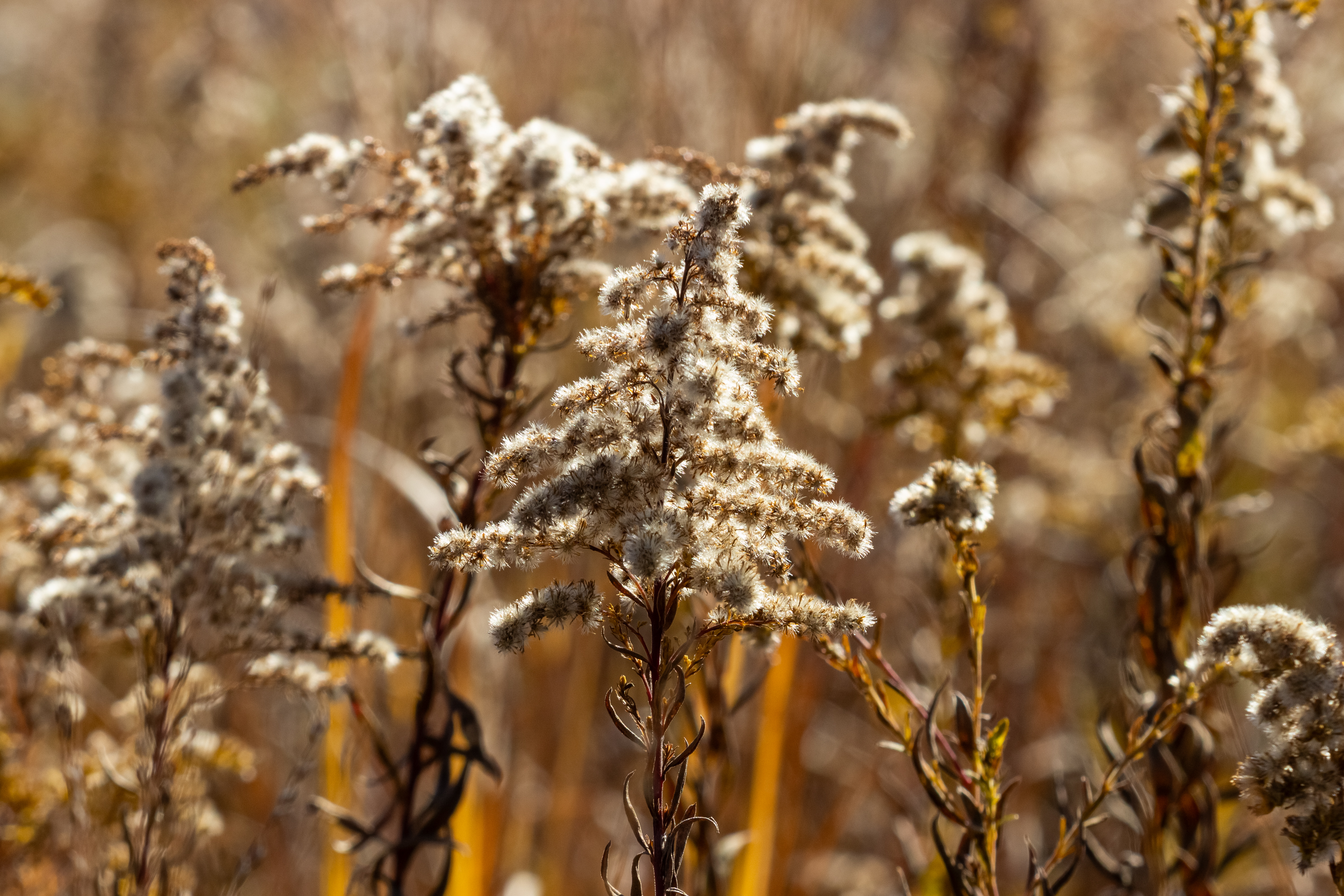 A sunlit patch of silvery fading goldenrod flowers.
