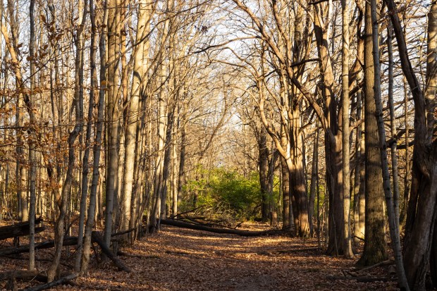 Warm evening sunlight across a bare tree "corridor" in mid-November, a beautiful but somber reminder of the end of autumn.
