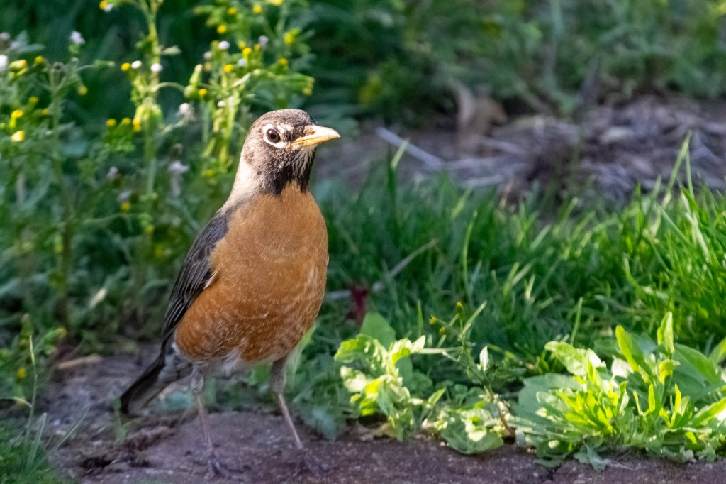 A calm male American robin basking in fading sunlight, his brown eye illuminated.