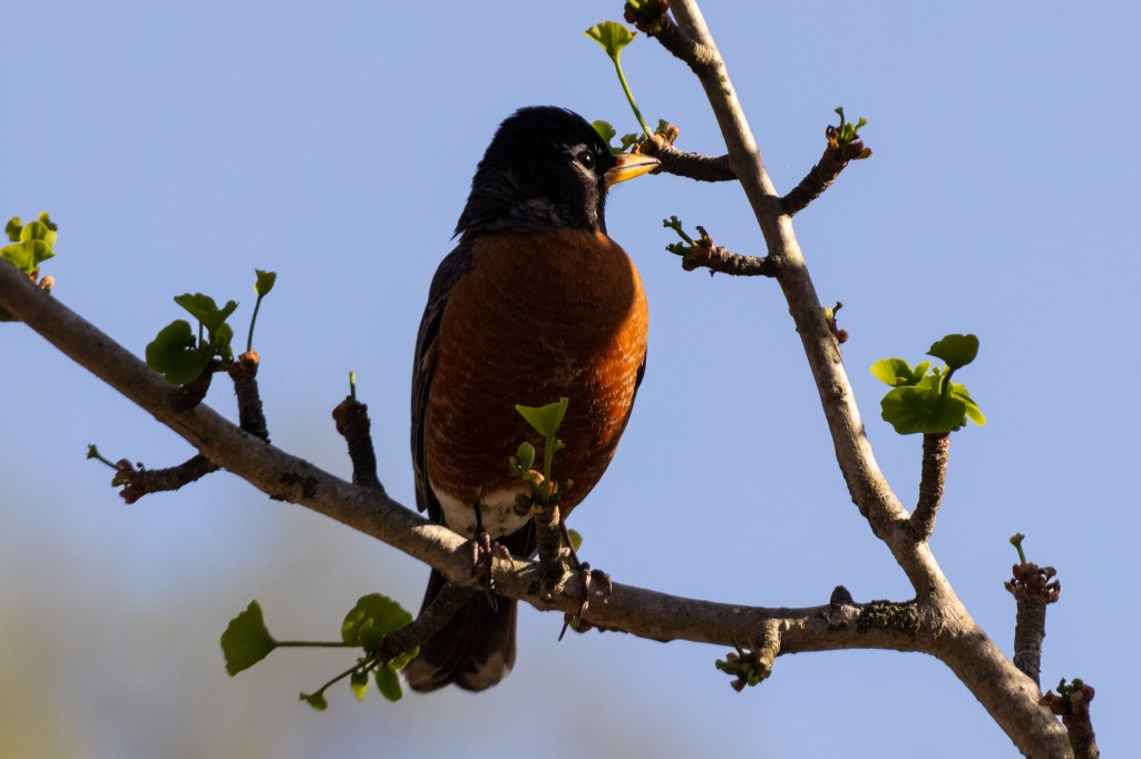 A male American robin perched on a branch and facing the setting sun, a streak of light illuminating his brown eye.