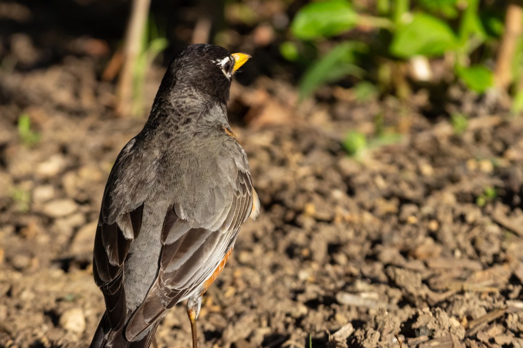 A pensive male American robin facing mulch.