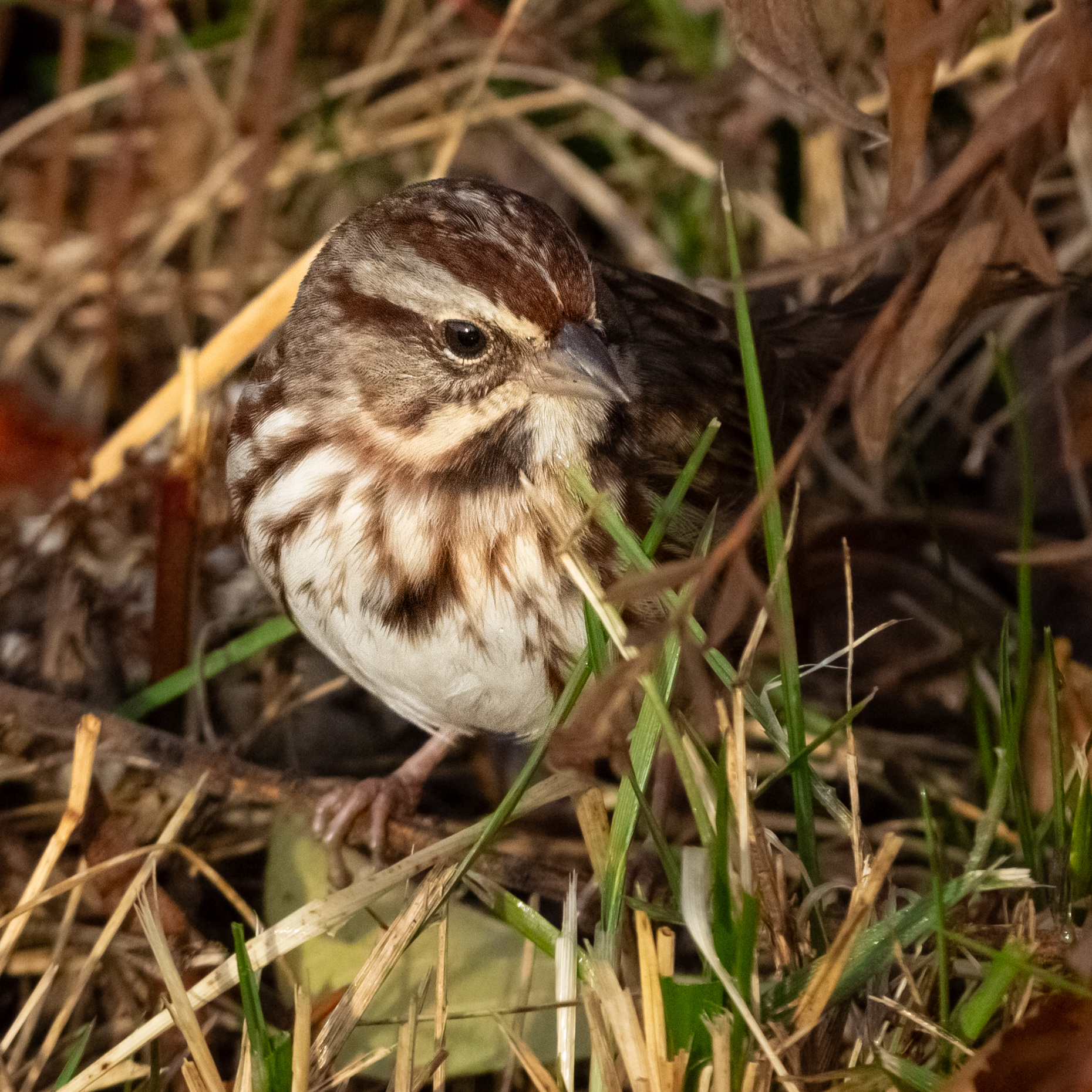 A cute song sparrow in fading grass.