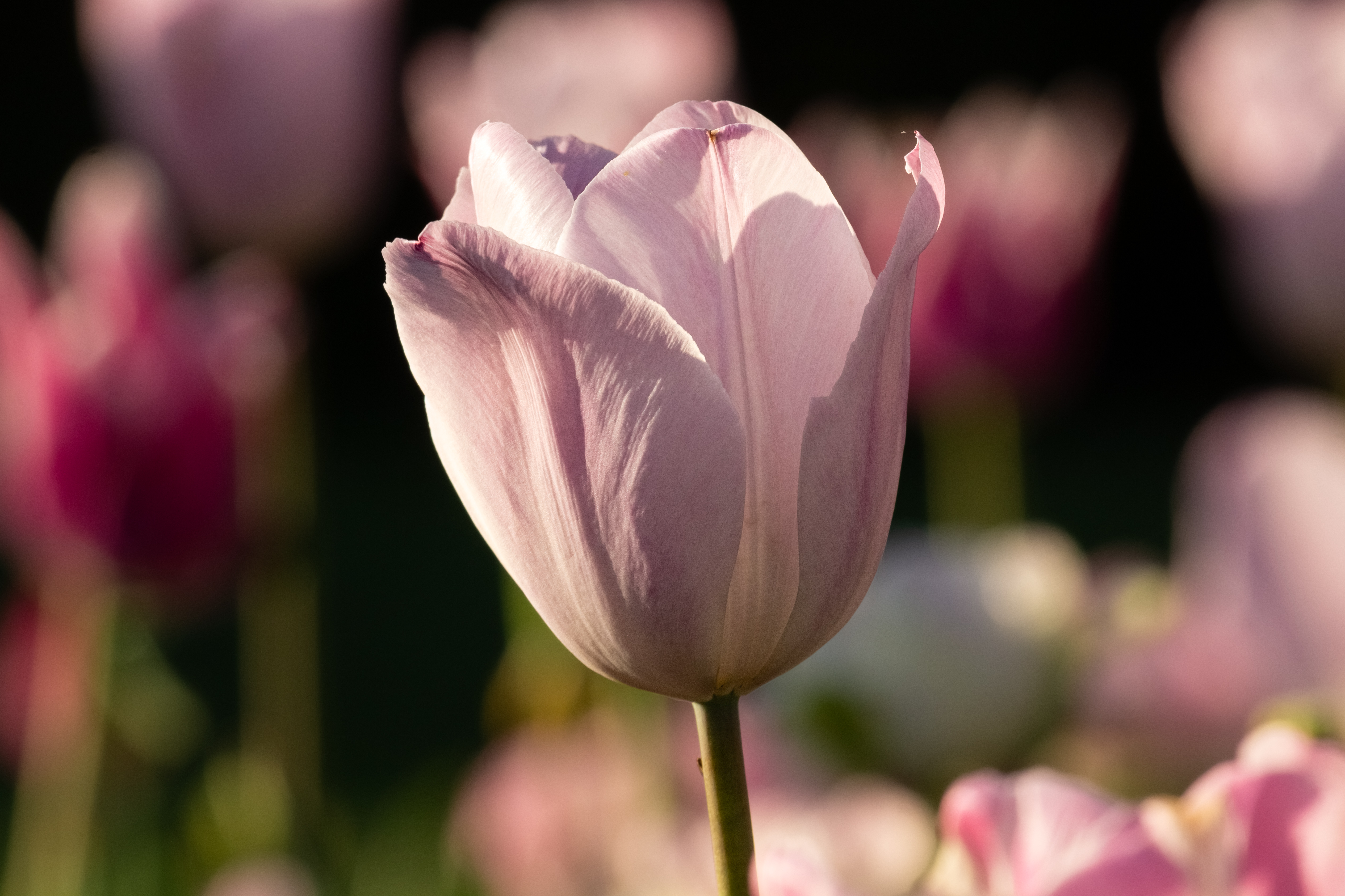 A sunlit pink tulip flower with many other tulips in the background.
