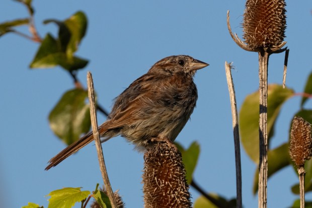 A song sparrow perched on a dried teasel flower, looking like he's smiling.