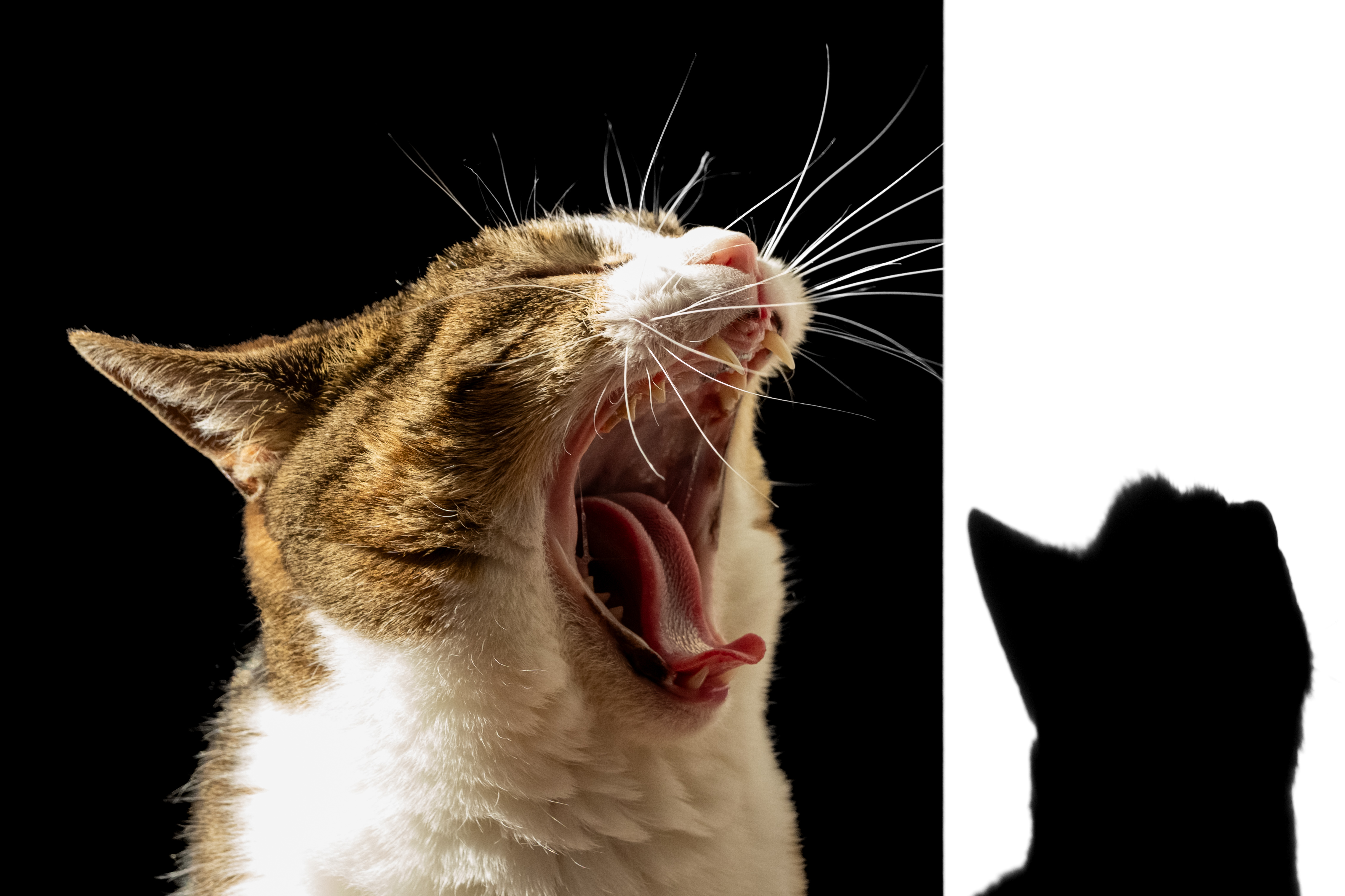 A picture of a female tabby cat caught yawning in a way that makes her look like she's shouting, her shadow visible in the edited black-and-white background.