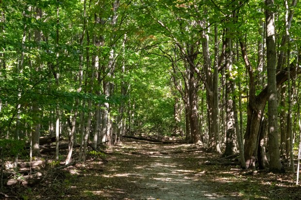 A picture of dappled spots of sunlight across a "corridor" of green-leaved trees in a forest, a few splashes of orange signaling the coming of autumn.